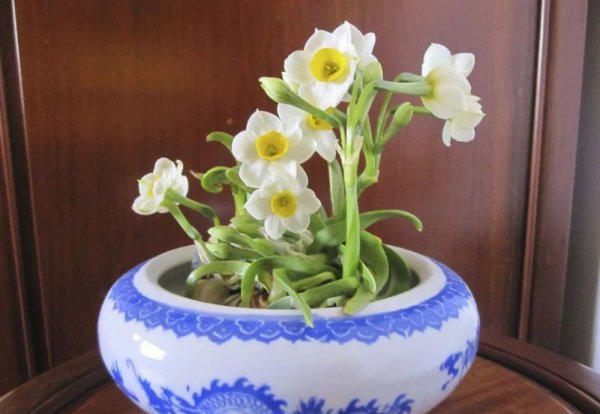 洋水仙用什么土种植