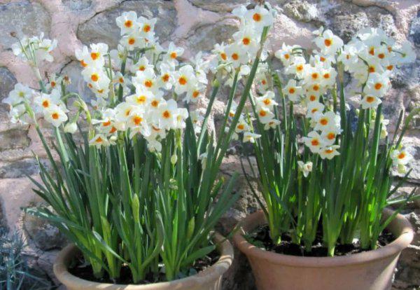 洋水仙用什么土种植