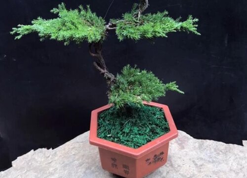 迎客松的风水禁忌