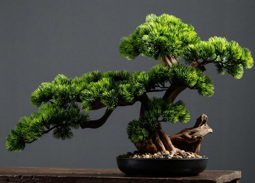 迎客松的风水禁忌