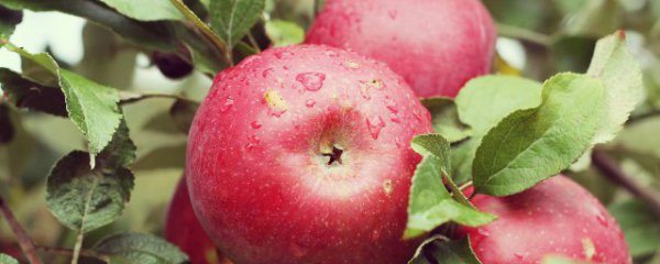苹果的好处和坏处