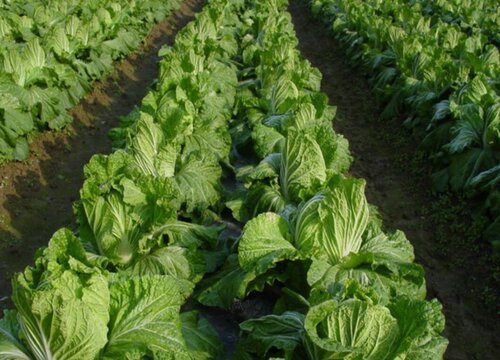 翻完地晒几天能种菜