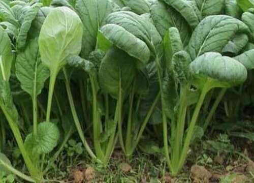 翻完地晒几天能种菜