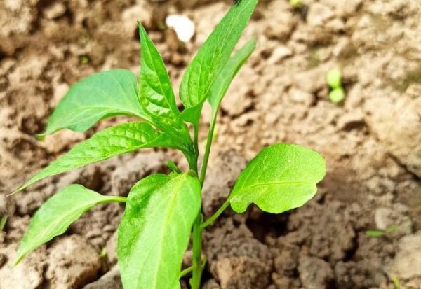 辣椒用什么肥料才能高产