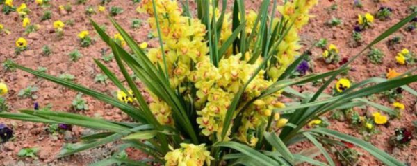 蕙兰养殖新手注意