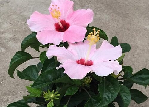 花换盆后什么时候浇水