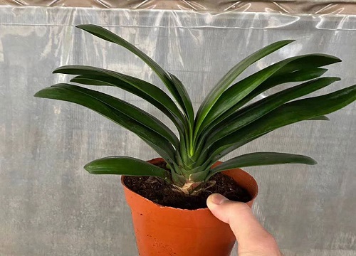 花换盆后什么时候浇水