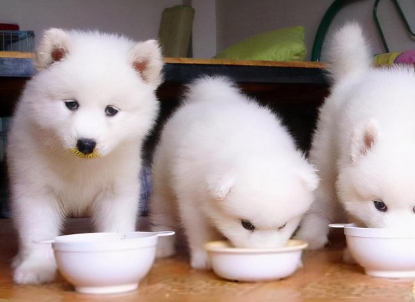 萨摩耶寿命一般多少年