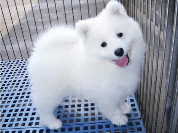 萨摩耶寿命一般多少年