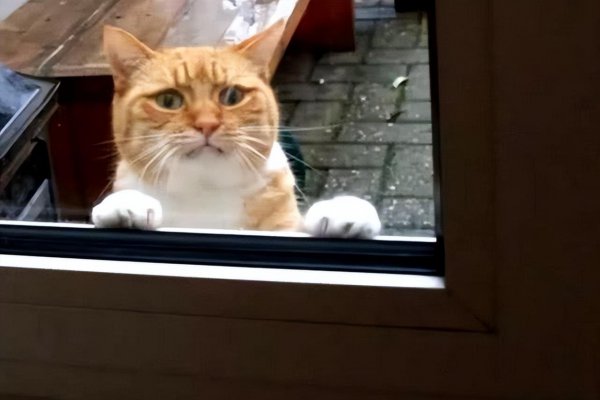 小猫有什么特点和本领