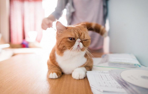 小猫有什么特点和本领