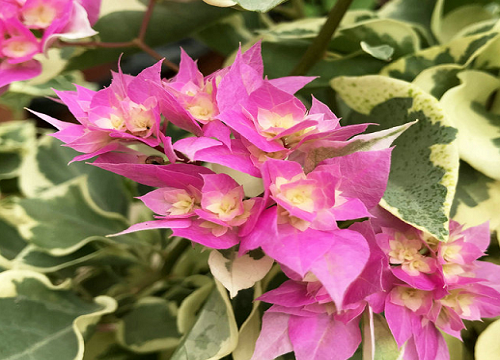 三角梅养护技巧