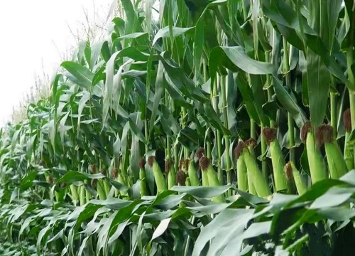 今年雨水多对玉米有什么影响