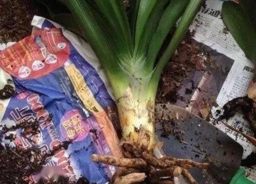 君子兰烂根怎么补救