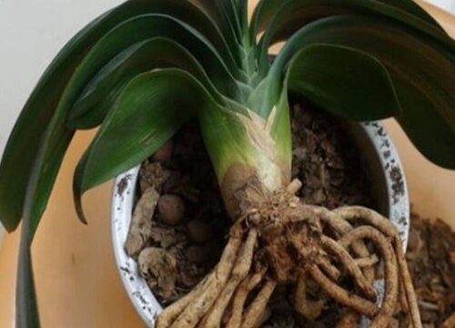 君子兰烂根怎么补救