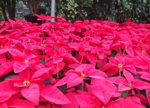 一品红的寓意风水