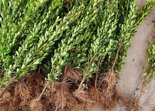 冬青树是什么树