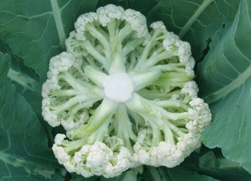 芒种后适合种什么蔬菜