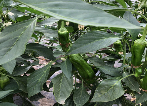 芒种后适合种什么蔬菜