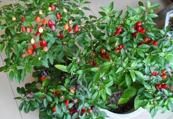 盆栽七彩椒的种植方法