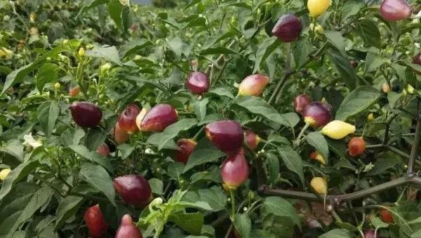 盆栽七彩椒的种植方法