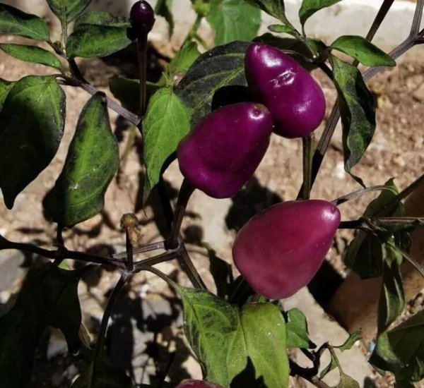 盆栽七彩椒的种植方法