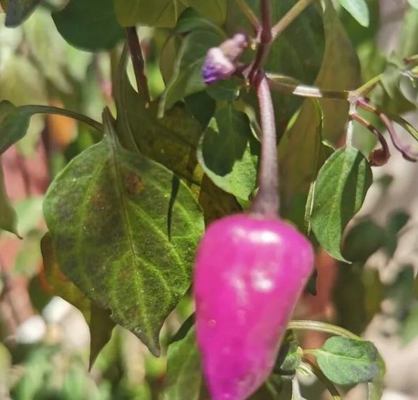 盆栽七彩椒的种植方法