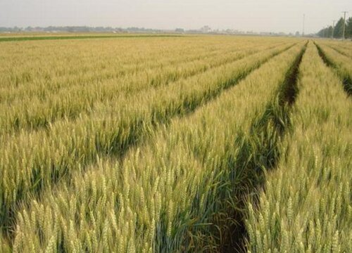 济麦44小麦新品种特点介绍