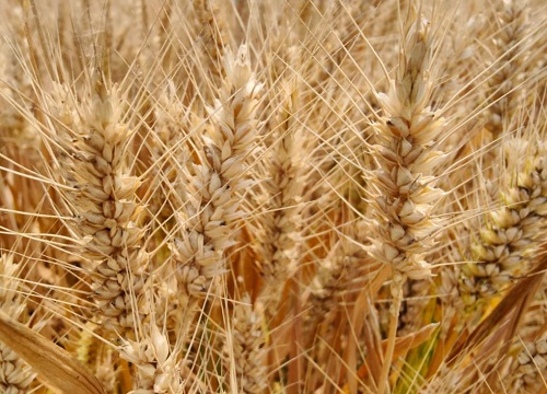 济麦44小麦新品种特点介绍