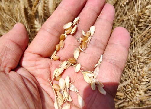 济麦44小麦新品种特点介绍