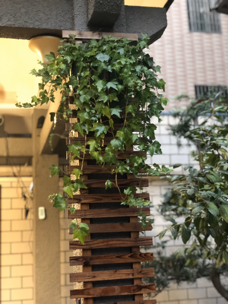 象征友谊长久的花图片