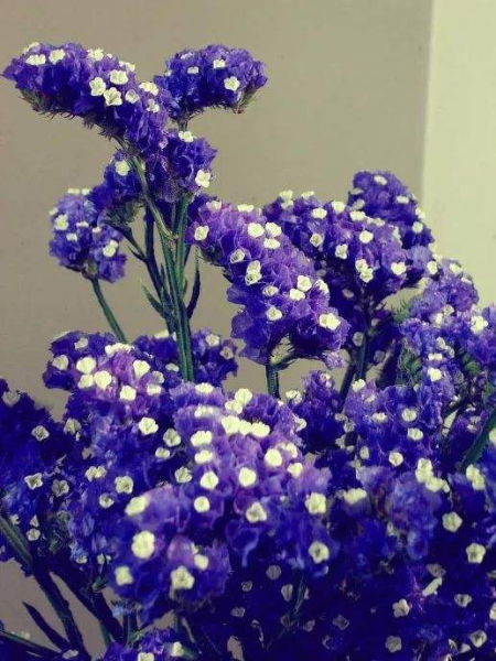 象征友谊长久的花图片