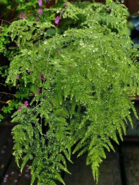 象征友谊长久的花图片