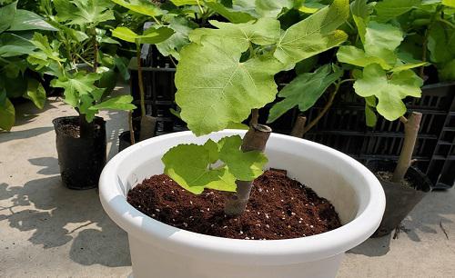 室内种植无花果冬季能结果吗