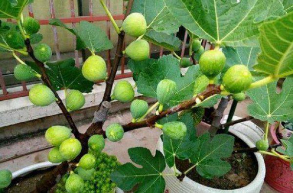 室内种植无花果冬季能结果吗