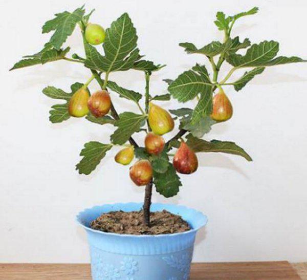 室内种植无花果冬季能结果吗