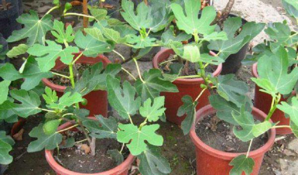 室内种植无花果冬季能结果吗
