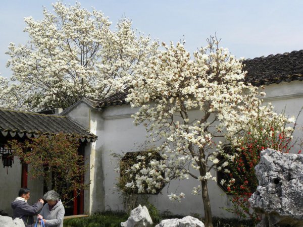 院子里种什么树好风水最旺财