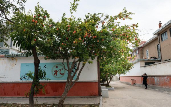 院子里种什么树好风水最旺财