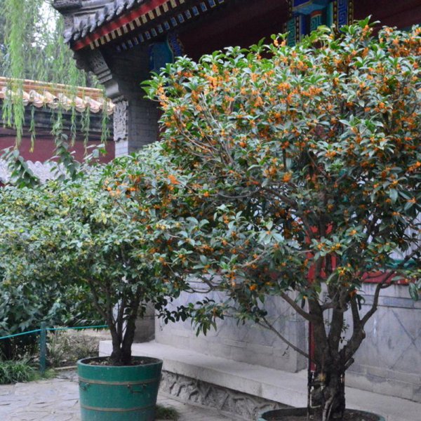 院子里种什么树好风水最旺财