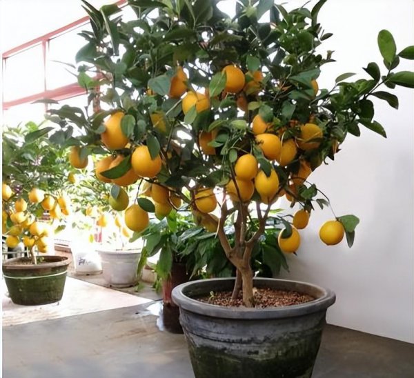 院子里种什么树好风水最旺财