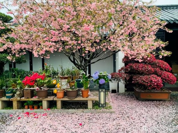 院子里种什么树好风水最旺财