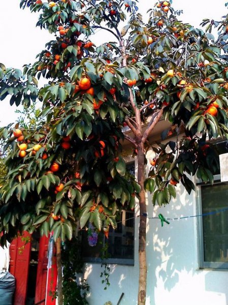 院子里种什么树好风水最旺财