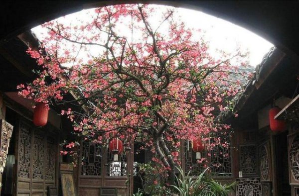 院子里种什么树好风水最旺财