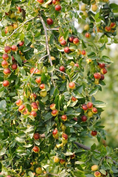 院子里种什么树好风水最旺财