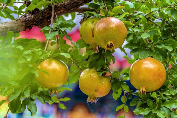 院子里种什么树好风水最旺财