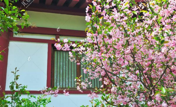 院子里种什么树好风水最旺财