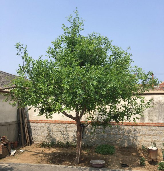 院子里种什么树好风水最旺财