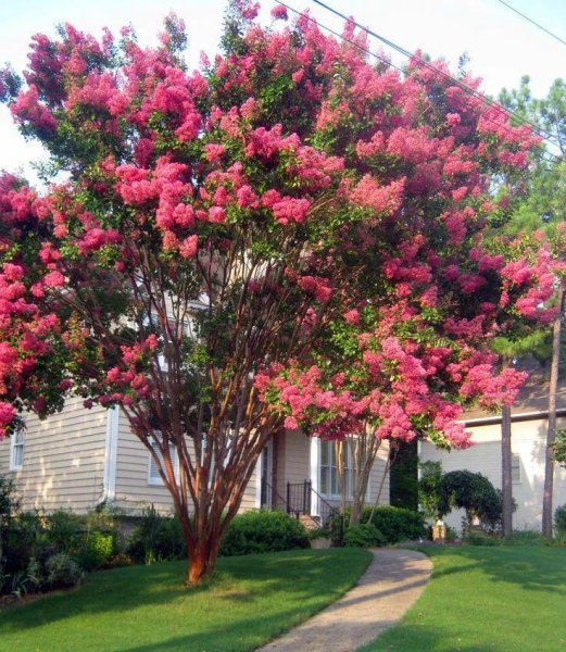 院子里种什么树好风水最旺财