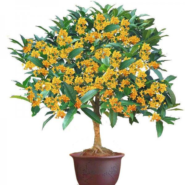 院子里种什么树好风水最旺财